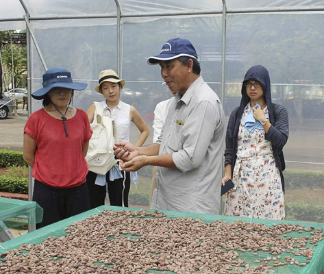 Ông Trịnh Văn Thành (thứ 2 từ phải sang), Chủ tịch HĐQT Công ty CP Binon  ca cao (ấp Liên Hiệp, xã Xà Bang, huyện Châu Đức) giới thiệu quy trình lên men của hạt ca cao.