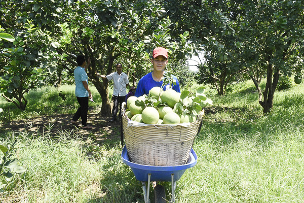 Bưởi da xanh Sông Xoài ngày càng được nhiều người ưa chuộng.