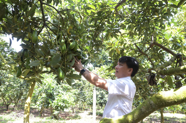 Ông Đỗ Chiếm Quang, kiểm tra chất lượng trái bơ trong vườn bơ  của gia đình. Ảnh: ĐÔNG HIẾU