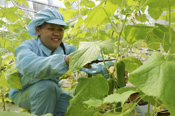     Thu hoạch rau củ quả tại Công ty CP Nông nghiệp công nghệ cao Vifarm.  Ảnh: VÂN ANH
