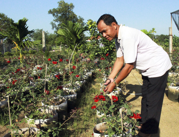 Ông Lê Văn Pho chăm sóc vườn hồng của gia đình.