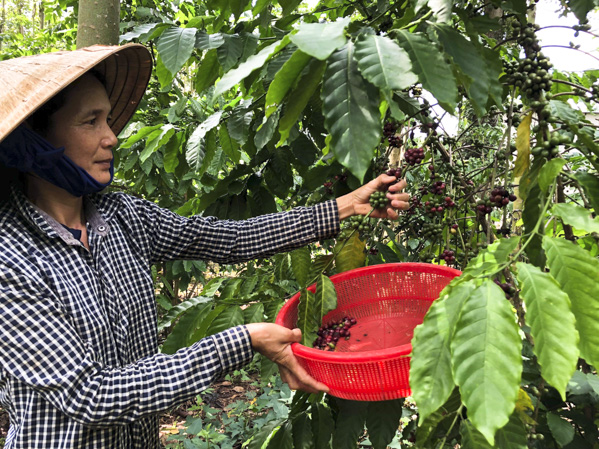 Chị Nguyễn Thị Tuyến thu hái cà phê tại vườn của gia đình.