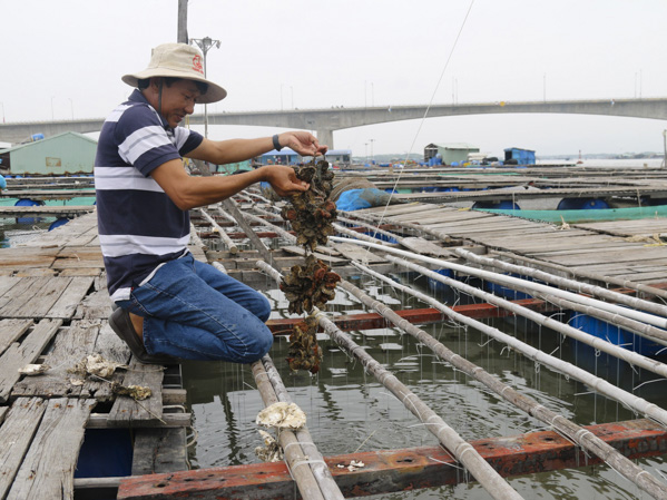 Người dân Long Sơn (TP.Vũng Tàu) thu hoạch hàu nuôi lồng bè trên sông Chà Và. Ảnh: TRÚC GIANG