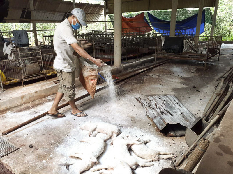 Các hộ chăn nuôi mong muốn nhanh chóng nhận được tiền hỗ trợ để phát triển sản xuất. Trong ảnh: Xử lý heo chết do dịch tả heo châu Phi tại trại của ông Nguyễn Văn Châu, ấp Liên Sơn, xã Xà Bang, huyện Châu Đức.