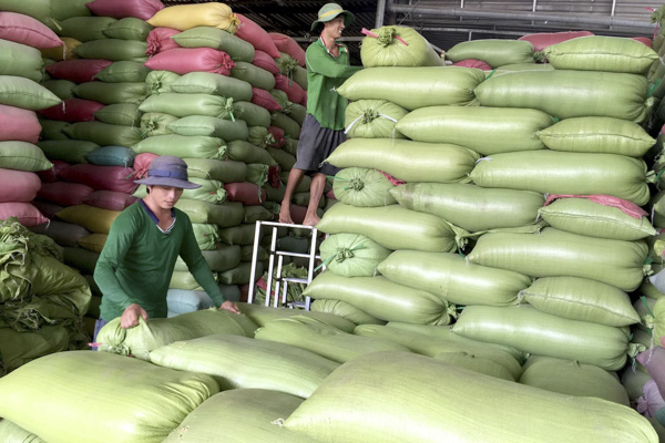 Thu gom lúa sạch chuẩn VietGAP của HTX An Nhứt (huyện Long Điền). Ảnh: QUANG VŨ