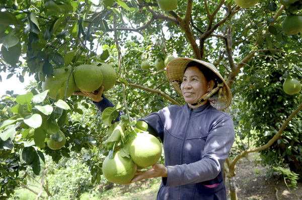 Thu hoạch bưởi tại HTX bưởi da xanh Sông Xoài (xã Sông Xoài, TX. Phú Mỹ).  Ảnh: MINH TÂM