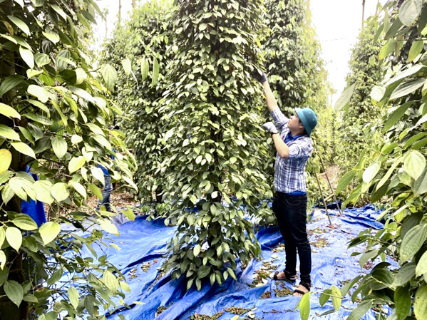 Nông dân xã Tân Lâm, huyện Xuyên Mộc thu hoạch tiêu.