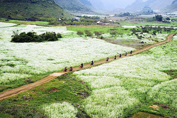 Cánh đồng cải trắng ngút ngàn tầm mắt trên cao nguyên Mộc Châu.
