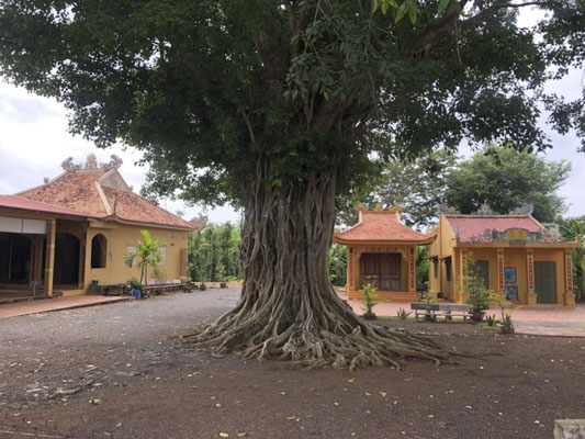 Đình thần Xuyên Mộc với nét cổ kính, trang nghiêm nằm dưới tán cây đa cổ thụ.
