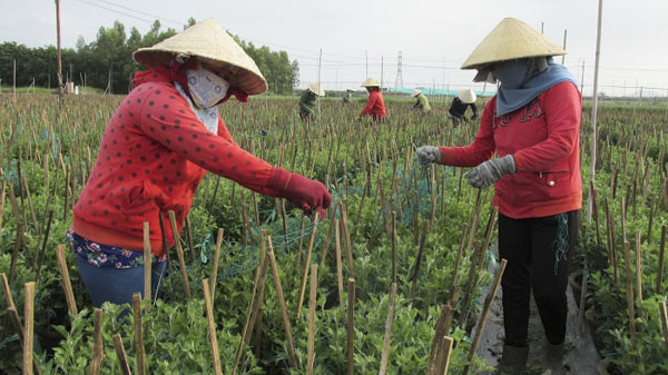 Nhân công chăm sóc vườn hoa gia đình ông Phạm Hoàng Cung, thôn Phước Hải, xã Tân Hải, TX. Phú Mỹ.
