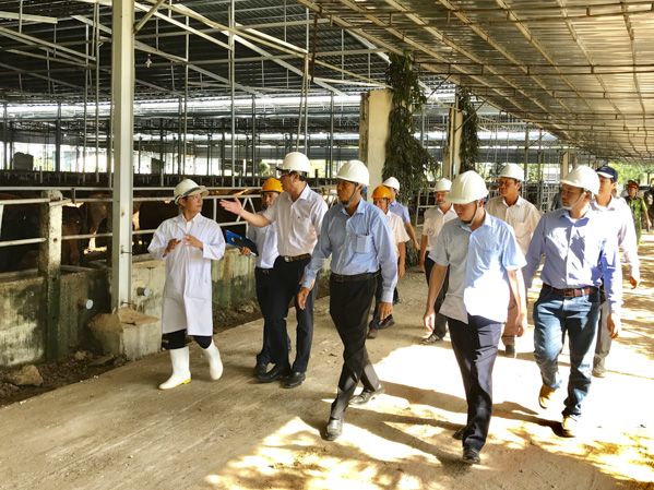 Nhiều hồ cấp nước trên địa bàn tỉnh đang đối mặt nguy cơ ô nhiễm do hoạt động xả thải của các cơ sở sản xuất, chăn nuôi. Trong ảnh: Lãnh đạo tỉnh kiểm tra trang trại bò Anh Khải Ký (huyện Xuyên Mộc) về nguy cơ gây ô nhiễm nguồn nước hồ sông Hỏa. Ảnh: QUANG VŨ