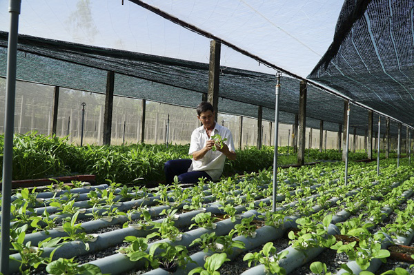 Mô hình trồng rau thủy canh của ông Phân Tấn Nghiêm (khu phố Hải Điền, TT Long Hải), mang lại thu nhập trung bình 500-600 triệu/năm.