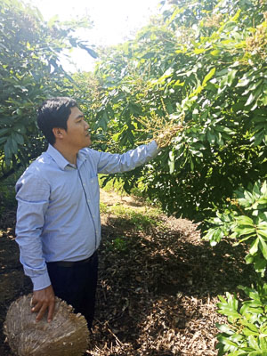 Nông dân tham gia lớp tập huấn xử lý hoa trên cây nhãn tại xã Hòa Hội, huyện Xuyên Mộc.