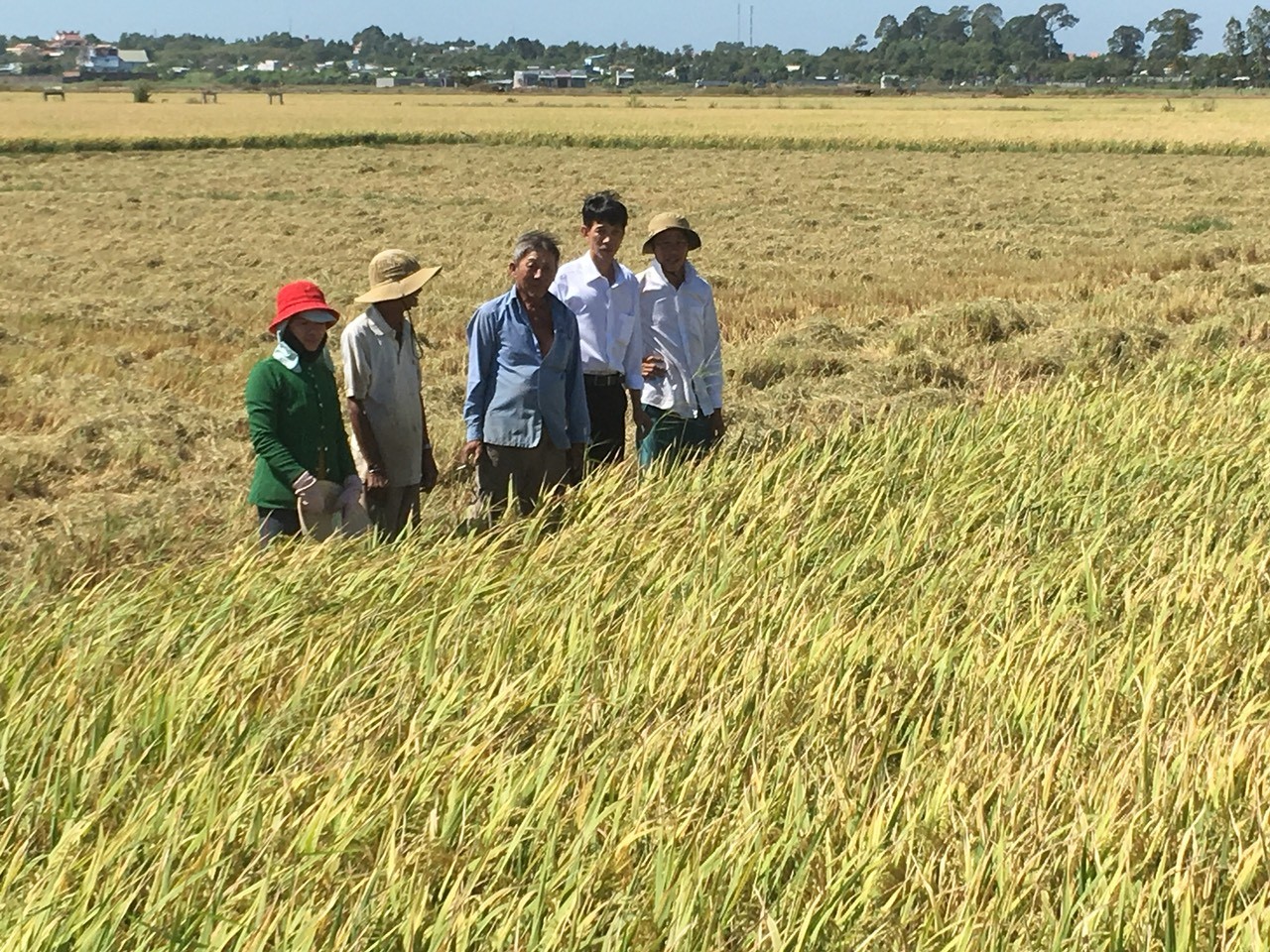 Mô hình sản xuất lúa VietGAP của Hội Nông dân xã An Ngãi (huyện Long Điền).