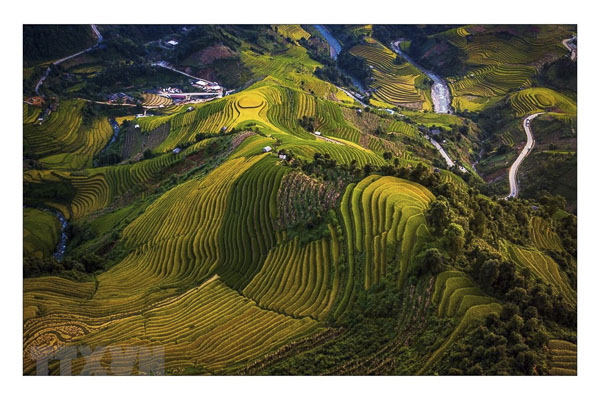 Ruộng bậc thang Mù Cang Chải vào mùa lúa chín. Ảnh: TUẤN ANH