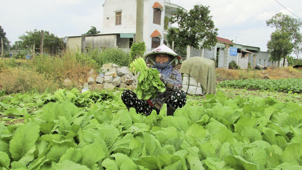 Bà Trương Thị Hoa, thôn Tân Lễ B, xã Châu Pha, TX.Phú Mỹ đang thu hoạch rau.