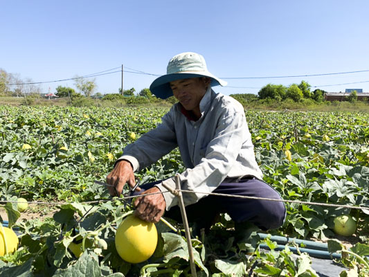 Ổng Nguyễn Văn Anh (ấp Hồ Tràm, xã Phước Thuận, huyện Xuyên Mộc) thu hoạch dưa vàng kim cô nương bán dịp Tết.