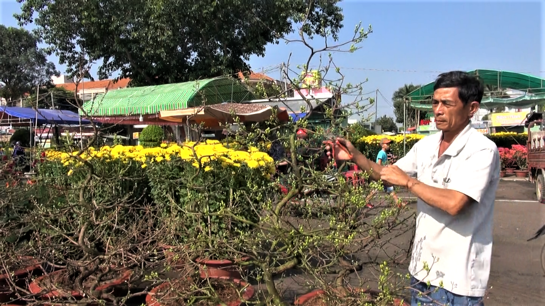 Ông Trương Hữu Đạo đưa ra chợ hoa xuân Ngãi Giao hàng trăm chậu mai vàng và cúc đại đóa.