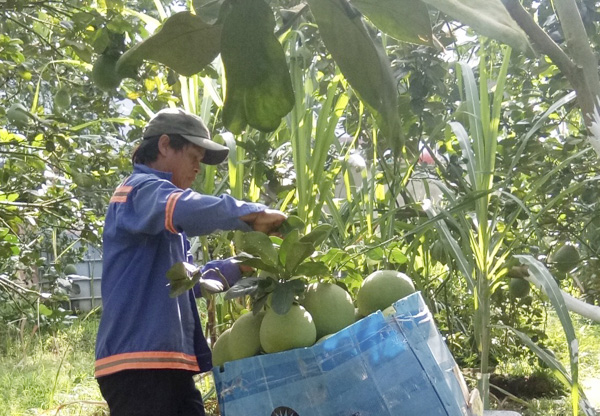 Công nhân gia đình anh Hồ Hoàng Kha (ấp Phước Bình, xã Sông Xoài, TX. Phú Mỹ) thu hoạch bưởi.
