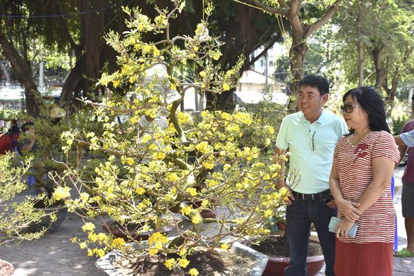 Người dân chọn mua hoa mai tại chợ hoa tam giác phường 1, TP. Vũng Tàu. Ảnh THÀNH HUY