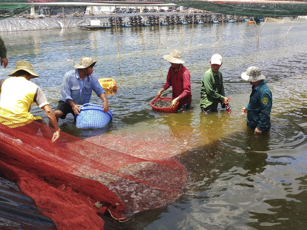Nông nghiệp ứng dụng công nghệ cao là 1 trong 5 mũi nhọn kinh tế và được ưu tiên thu hút đầu tư của tỉnh. Trong ảnh: Thu hoạch tôm tại Công ty TNHH Nuôi trồng thủy sản Minh Phú - Lộc An (huyện Đất Đỏ), vùng nuôi tôm đã được UBND tỉnh công nhận ứng dụng công nghệ cao.