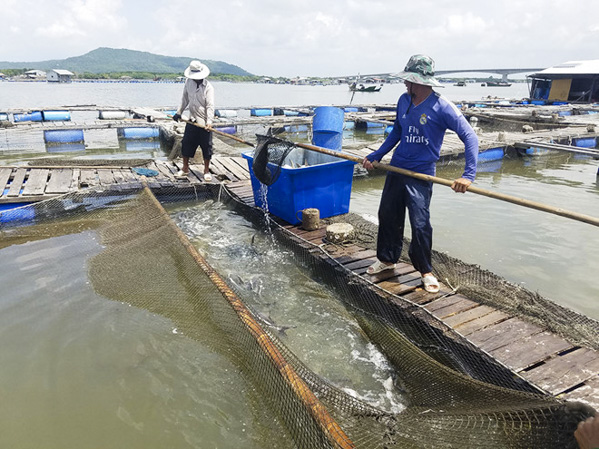 Các cơ sở nuôi thủy sản lồng bè trên địa bàn tỉnh đang được sắp xếp vào vùng quy hoạch, cơ sở nào  không chấp hành sẽ bị cưỡng chế di dời. Trong ảnh: Một cơ sở nuôi cá bớp bằng lồng bè trên sông Chà Và.  Ảnh: TRÚC GIANG