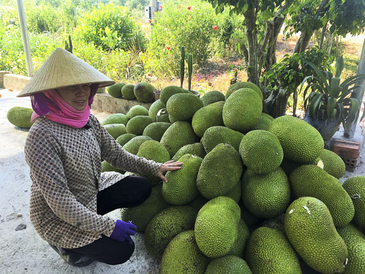 Bà Nguyễn Thị Thành (thôn 3, xã Suối Rao, huyện Châu Đức) thu hoạch mít chờ thương lái thu mua.