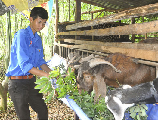 Nhờ nguồn vốn 50 triệu đồng từ “Quỹ hỗ trợ thanh niên khởi nghiệp”, anh Huỳnh Trung Tấn (SN 1991, ở tổ 40, thôn Hoàng Long, xã Kim Long, huyện Châu Đức) có điều kiện thực hiện mô hình “Nuôi bò, dê thương phẩm” cho thu nhập gần 150 triệu đồng/năm. Ảnh: MINH NHÂN.