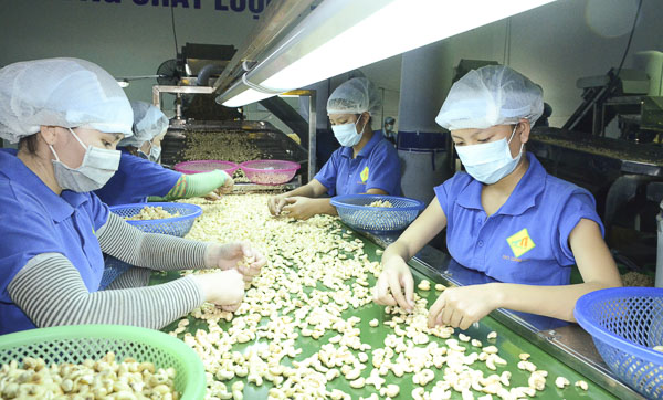 Sản xuất điều xuất khẩu tại Công ty TNHH Thảo Nguyên (TX. Phú Mỹ).