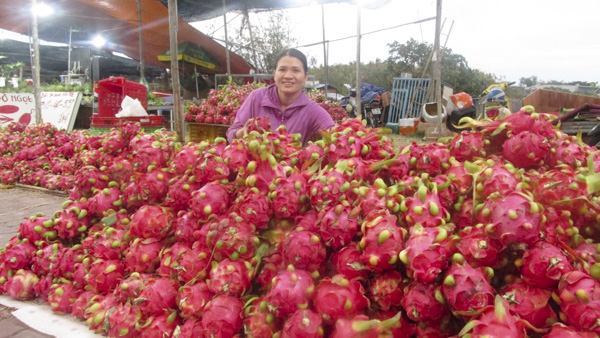 Do ảnh hưởng của dịch COVID-19 nên lượng thanh long xuất khẩu bị hạn chế. Trong ảnh: Thanh long được bày bán trên đường Bình Giã, TP.Vũng Tàu.               