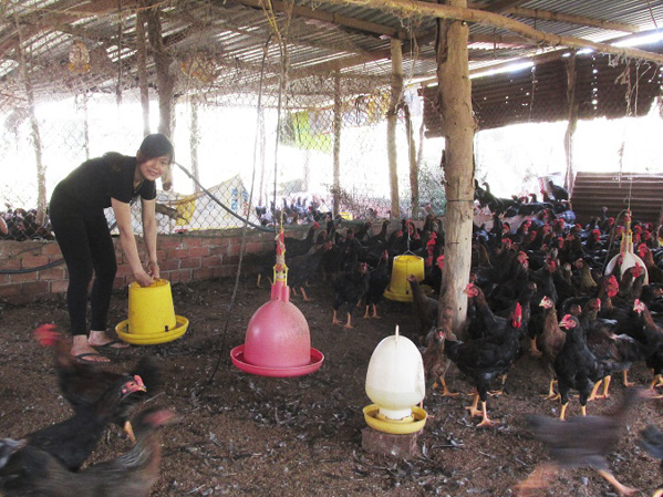 Để tăng sức đề kháng cho đàn gia cầm, nhiều hộ bổ sung thêm các nguồn thức ăn giàu chất xơ như bắp, lúa. Trong ảnh: Đàn gà ta thả vườn 5.000 con của gia đình anh Nguyễn Huy Tú, xã Hòa Hiệp, huyện Xuyên Mộc.             