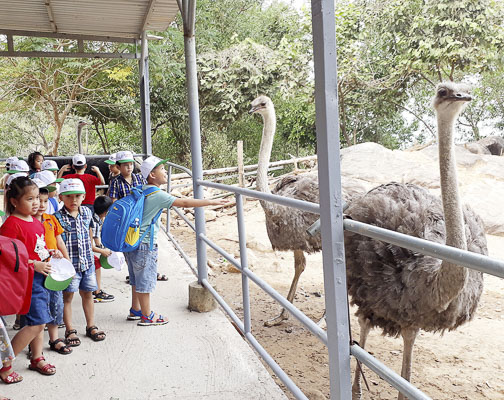 HS tham quan khu nuôi đà điểu tại Hồ Mây Park tháng 12/2019.