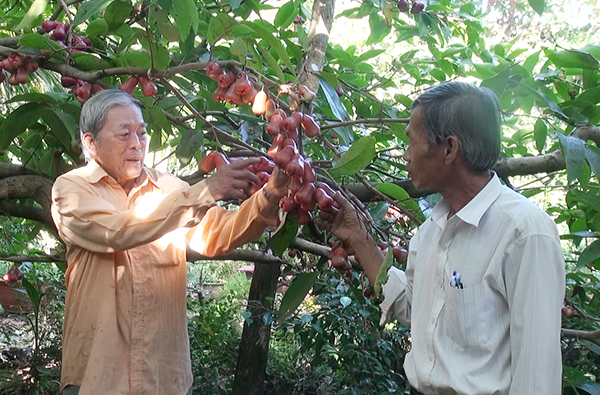 Ông Phạm Thành Minh (bên trái, thôn Sông Cầu, xã Nghĩa Thành) giới thiệu kỹ thuật chăm sóc cho mận ngon, giòn với khách.