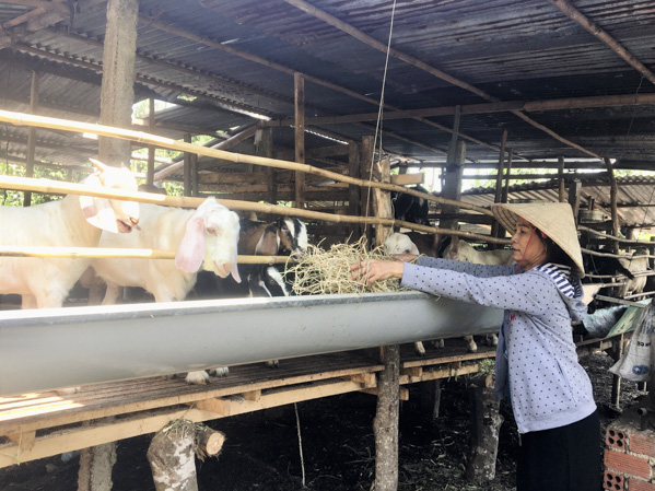Đàn dê của  gia đình ông Ngô Văn Vệ, ấp Phong Phú, xã Long Phước, TP.Bà Rịa  cho thu nhập hàng chục triệu đồng mỗi năm.