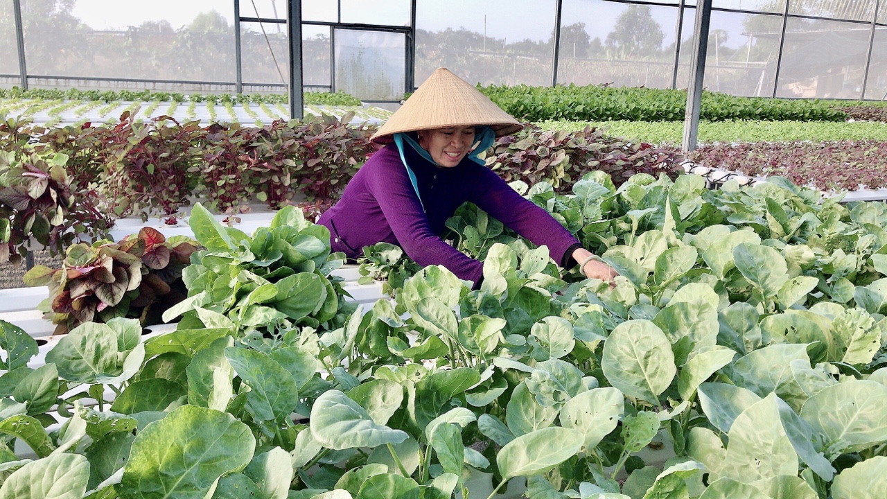 BR-VT định hướng xây dựng NTM gắn với phát triển nông nghiệp công nghệ cao và du lịch từ nông nghiệp.  Trong ảnh: Công nhân thu hoạch rau tại nông trại rau sạch công nghệ cao Sao Mai (xã NTM Long Mỹ, huyện Đất Đỏ). Ảnh: QUANG VŨ