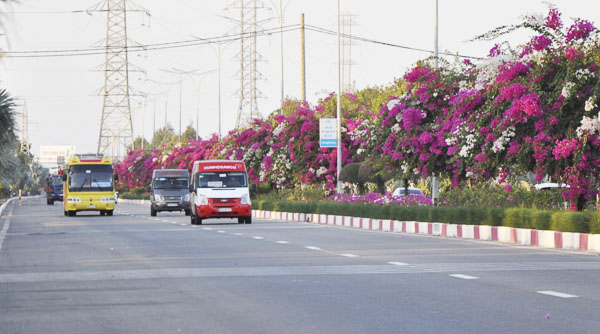 Tuyến đường 3/2, TP.Vũng Tàu với hàng hoa giấy đa sắc màu  trải dài gần 10km.