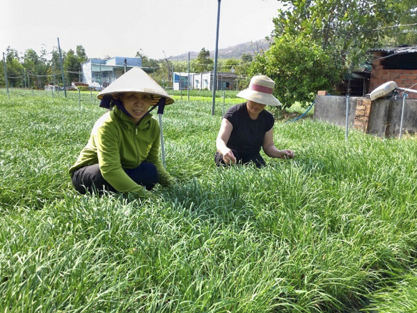 Bà Vũ Thị Hồng, tổ 3, phường Kim Dinh, TP.Bà Rịa đang chăm sóc vườn hẹ của gia đình.