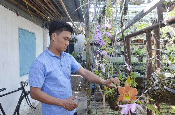 Anh Trung chăm sóc vườn lan của gia đình.