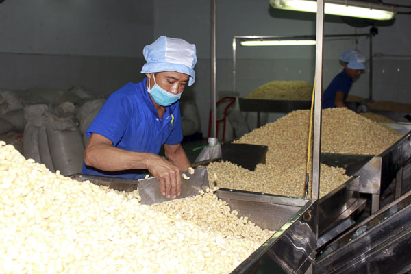 Hiện nay, nông dân trồng nhiều loại cây công nghiệp đang gặp khó do thời tiết thất thường và thiếu nhân công lao động. Trong ảnh: Thu hoạch hồ tiêu tại xã Bàu Chinh, huyện Châu Đức.