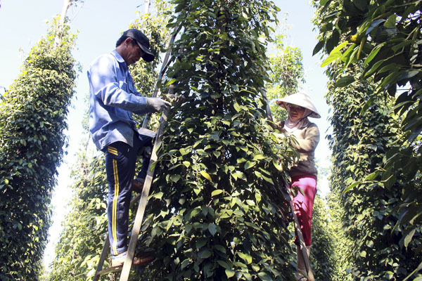 Hiện nay, nông dân trồng nhiều loại cây công nghiệp đang gặp khó do thời tiết thất thường và thiếu nhân công lao động. Trong ảnh: Thu hoạch hồ tiêu tại xã Bàu Chinh, huyện Châu Đức.