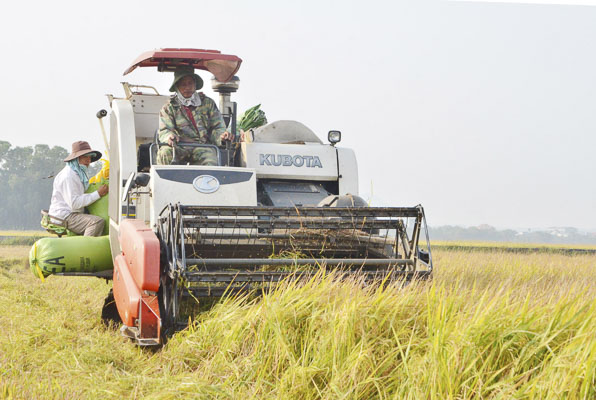 Đảng bộ xã An Nhứt xác định nâng cao đời sống người dân là nhiệm vụ then chốt,  tập trung lãnh đạo đẩy mạnh ứng dụng khoa học kỹ thuật vào sản xuất để nâng cao giá trị sản phẩm nông nghiệp. Trong ảnh: Thành viên HTX Nông nghiệp và Dịch vụ An Nhứt thu hoạch lúa sản xuất theo hướng VietGAP.