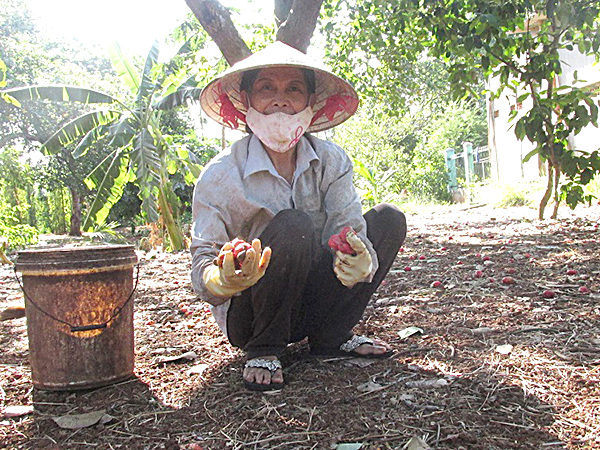 Sản lượng, giá điều giảm mạnh khiến nông dân thất thu nặng. Trong ảnh: Bà Phạm Thị Lương (ấp Tân Bình, xã Bàu Chinh, huyện Châu Đức) thu hoạch điều của gia đình.