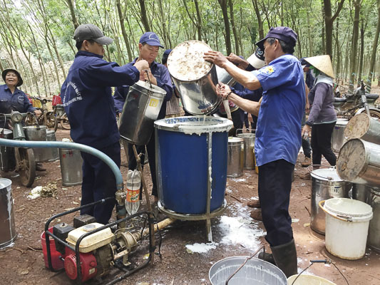 Thu hoạch mủ cao su tại Nông trường Cao su Phong Phú (Công ty CP Cao su Thống Nhất).