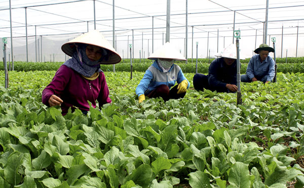 Nhiều mô hình sản xuất đã giúp nông dân tăng thu nhập. Trong ảnh: Sản xuất rau sạch tại Công ty CP xây dựng và dịch vụ Âu Cơ. Ảnh: ĐÔNG HIẾU