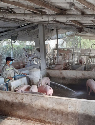 Người chăn nuôi trên địa bàn tỉnh đã bắt đầu tái đàn heo, dù còn khá dè dặt. Trong ảnh: Chăm sóc heo tại trại nuôi của ông Trần Văn Hòa (ấp Liên Lộc, xã Xà Bang, huyện Châu Đức).