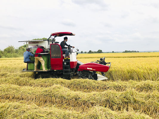 Tại xã An Nhứt, huyện Long Điền, 80% diện tích lúa Đông Xuân đã thu hoạch xong.  Trong ảnh: Hộ ông Phạm Văn Dũng (ấp An Lạc, xã An Nhứt, huyện Long Điền) thuê máy thu hoạch lúa. Ảnh: KIM HỒNG