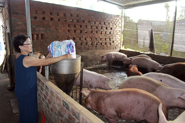 Bà Bạch Thị Liên (xã Xà Bang, huyện Châu Đức) chăm sóc đàn heo  của gia đình. 