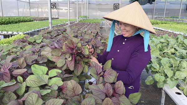 Sản xuất rau theo mô hình nông nghiệp công nghệ cao tại nông trại Sao Mai farm (xã Long Mỹ, huyện Đất Đỏ).