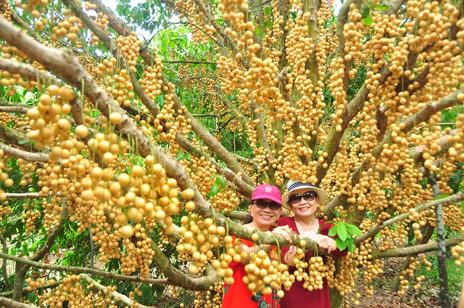 Vườn dâu của nông dân miền Tây trở thành điểm du lịch,  thu hút nhiều khách đến tham quan.