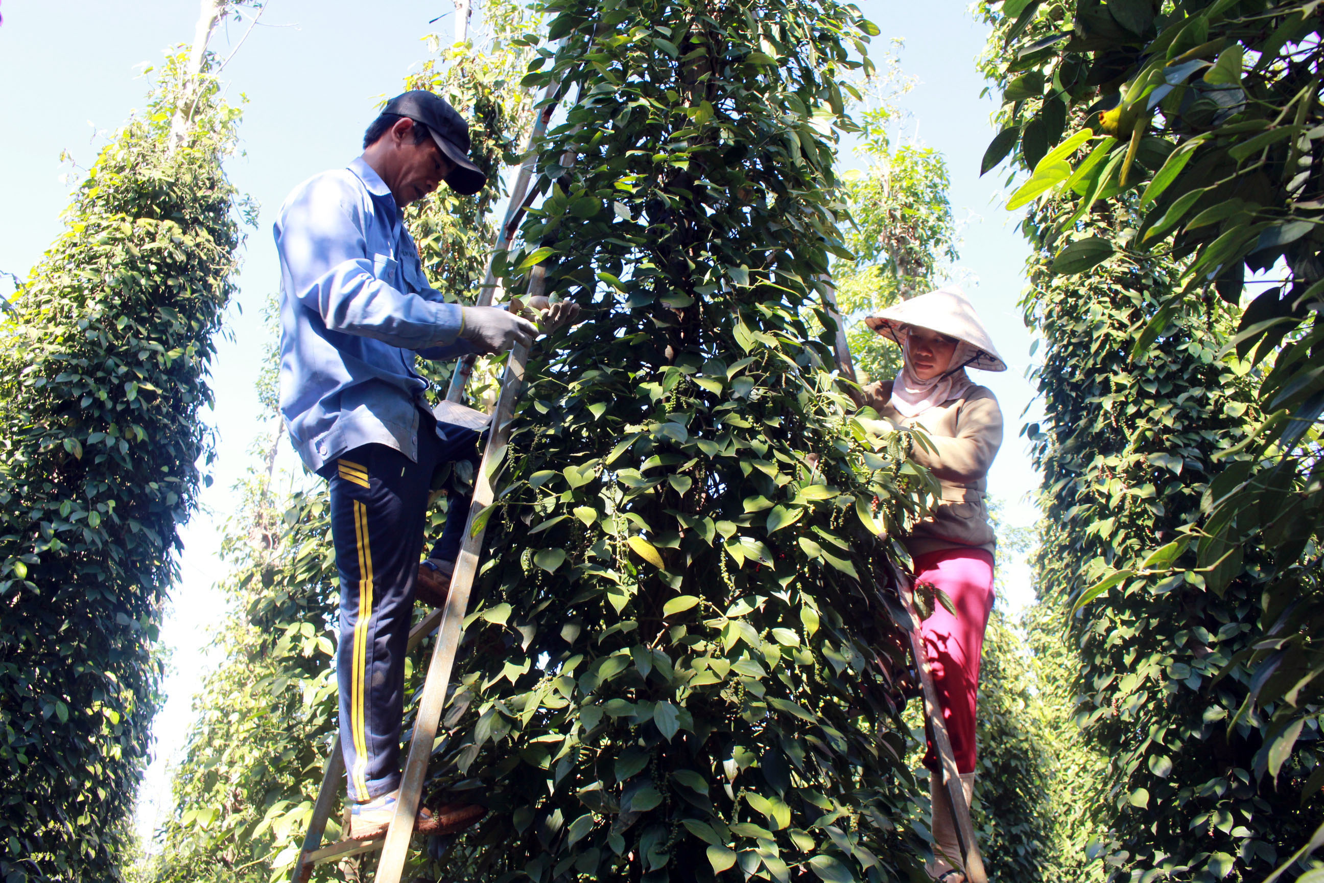 Thu hoạch tiêu tại thôn Tân Hưng, xã Bàu Chinh, huyện Châu Đức.